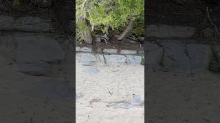 Limestone outcrop rocks rockhounding lakemichigan [upl. by Vally]