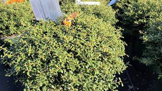 Ilex crenata Beehive Japanese Holly [upl. by Amahcen]