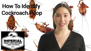 How do I Identify Cockroach Poop [upl. by Proud]