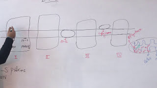 electron transport chain biochemistry cellular respiration electron transport chain [upl. by Ttezil]