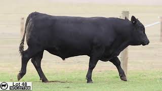 Lot 48 WDC22T308 Coonamble Angus 2024 [upl. by Soisinoid]