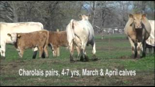 Charolais Cross CowCalf Pairs [upl. by Alfeus]