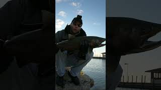 Michigan Salmon Fishing youtubecreators YouTubeHighFive [upl. by Donelle485]