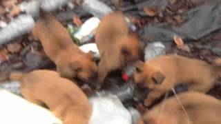 chiots malinois de Cannelle à 6 semaines [upl. by Asirrom980]