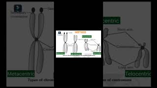 Metacentric  SubMetacentric  Acrocentric  Telocentric  Centromere [upl. by Reggi]