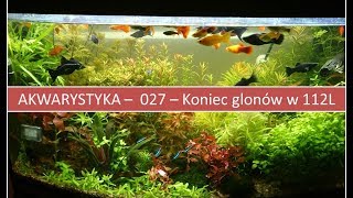 Akwarystyka – 027 Krok po kroku jak pozbyć się glonów  Podsumowanie [upl. by Fesoj]