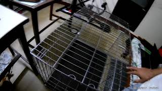 First day Pomeranian puppies cage  Nepal dogs Vlog  cute Pomeranian puppies [upl. by Ellison998]