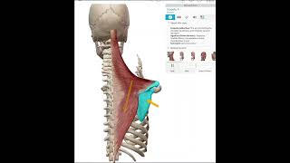 Scapular ADduction Retraction [upl. by Anzovin]