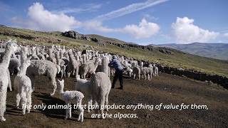 The Story of Alpaca Wool from Peru [upl. by Eedia]