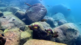 Swimming With Cichlids  Tropheus moorii Kantalamba “red rainbow” 1 of 4 [upl. by Head]