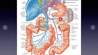 Anatomía de pared y vísceras abdominales irrigación e inervación [upl. by Thorsten155]