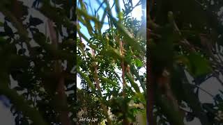 Nature video 💚💫nature beautybutterflyflowernature lover JYOLIP [upl. by Nij]