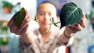 The BEST Method to Propagate a Philodendron Micans [upl. by Adehsar369]