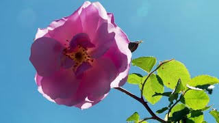 Hérault  découvrez une roseraie magnifique et en fleurs à côté du lac du Salagou [upl. by Basilius]