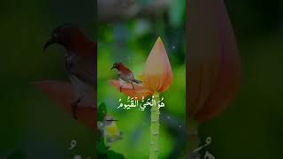 strongest book in world solve all problems quran viralvideo [upl. by Drofyar]