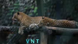 V N T TIGRE [upl. by Leigh]