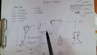 Psilotum life cycle [upl. by Aman]