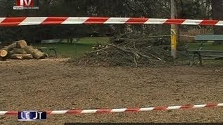 Un cèdre du jardin des Prébendes déraciné Tours [upl. by Johnny]