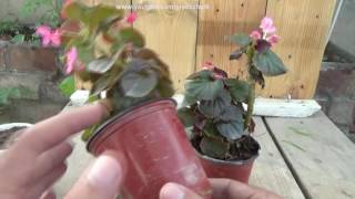 Begonia Plant Care  Tropical Plant Care  begonia flower  Winter Flower Plant Urduhindi [upl. by Maite]