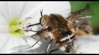 les Insectes Du Jardin [upl. by Hernandez858]