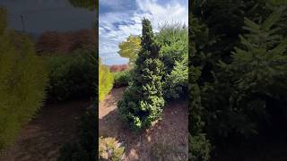 Thuja occidentalis ‘IslPrim’ Primo Dwarf Arborvitae iselinursery5169 by hohofarms conifers [upl. by Yllatan]