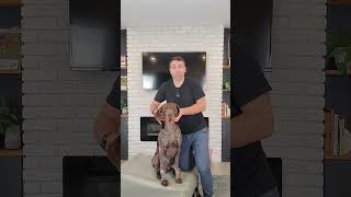 Home Care for Dogs With Neck IVDD [upl. by Thomey]