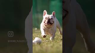 Let’s Get Fly Ch Iceman is OFA CHIC Normal French Bulldog [upl. by Yllet136]