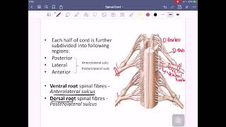 Neuroanatomy Part2 Anatomy of Spinal Cord2 [upl. by Avra342]