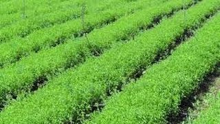 Grow Your Organic Stevia  How to Use Organic Stevia as Sweetener [upl. by Cho]