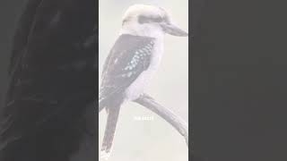 Terrifying Bird Calls That Will Give You CHILLS PART1 shorts [upl. by Hedvig]