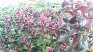 Big Plant Nursery  Leucothoe axillarishis Twisting Red [upl. by Artemas]