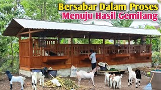 Ternak Kambing Butuh Perjuangan Hasil Harus Berproses Tidak instan [upl. by Varick338]