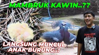 BULAN PENUH BERKAH MAMBRUK TERPANTAU KAW1N EH TIBA2 ADA ANAK BURUNG [upl. by Dazhehs]