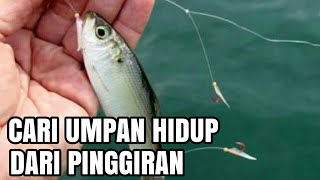 CARA MENCARI UMPAN IKAN HIDUP UNTUK MANCING IKAN BESAR PALING MUDAH [upl. by Vowel]