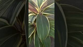 Cordyline plants [upl. by Kung]