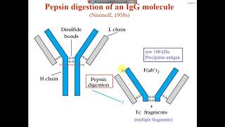 Antibody digestion with papain and pepsin amp reduction with β ME [upl. by Nannahs258]