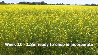 Biofumigant mustard  a 10 week crop [upl. by Desimone]