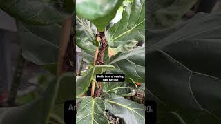 Tips from a Horticulturist  Fiddle Leaf Fig [upl. by Solrak]