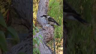 Kookaburra Bird Yanchep National Park Western Australia bird birdwatching birdsofaustralia [upl. by Roxane]