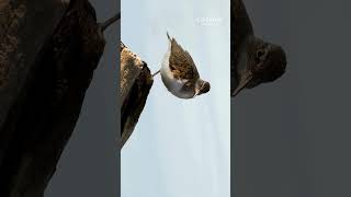 sandpiper documentary wildlife nature travel [upl. by Annwahsal]