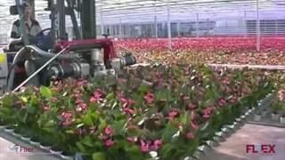 Solutions for pot plant handling by forklift [upl. by Haddad]