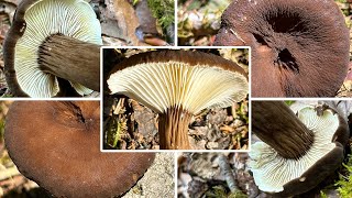 MohrenkopfMilchling Verwechslung  Toller aber regional seltener Speisepilz  Lactarius lignyotus [upl. by Anyr]