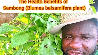 The Health Benefits of Sambong Blumea balsamifera plant [upl. by Llevad]