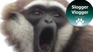 Close Up Gibbon With Its Amazing 100 Decibel Voice [upl. by Ethelind101]