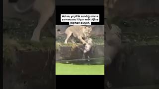 ANNE ASLANIN TELAŞINA BAKIN aslanlar aslanvideoları lions hayvansevgisi anne yavru belgesel [upl. by Annenn445]