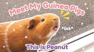 Meet My Guinea Pigs Get To Know Peanut  GuineaDad [upl. by Anelyak]