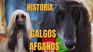 La Raza Más Majestuosa Del Mundo Canino Conoce Al Galgo Afgano [upl. by Ennoid299]