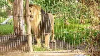 Asian lion roaring scaring a child It is Panthera Leo Persica or P Leo Leo [upl. by Ocirema]