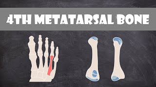 4th Metatarsal Bone  Anatomy [upl. by Renrew]