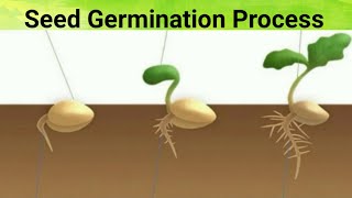 SEED GERMINATION PROCESS Grade 3 [upl. by Noram]